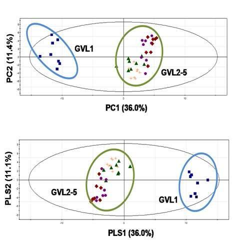 PCA and PLS-DA score plots in guava leaves at different harvest periods analyzed by LC-MS.
