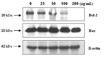 Immunoblot analysis of apoptosis-related protein expression in treated SNU-16 cells.