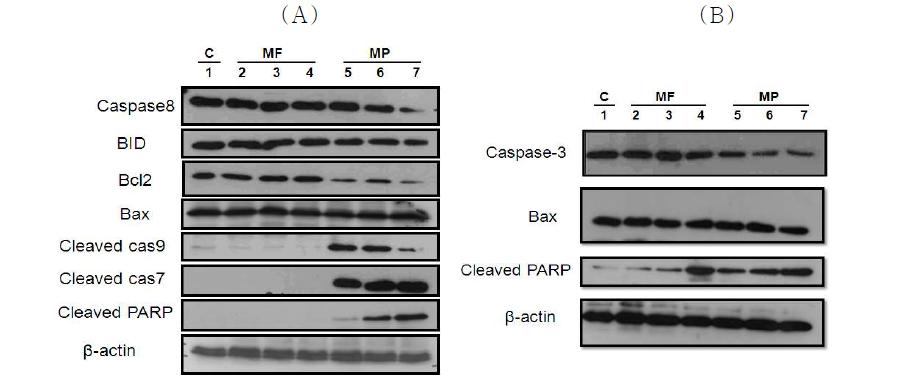 Immunoblot analysis of apoptosis-related protein expression in treated HeLa(A) and AGS(B) cells.