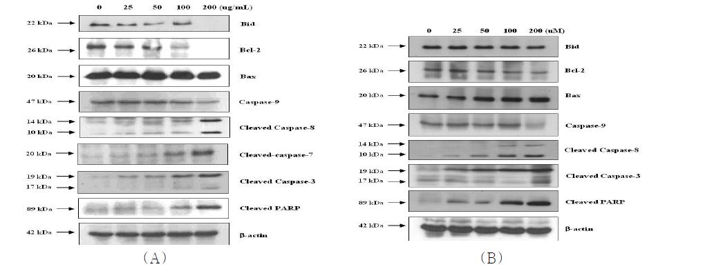 Immunoblot analysis of apoptosis-related protein expression in SNU-16 cells.