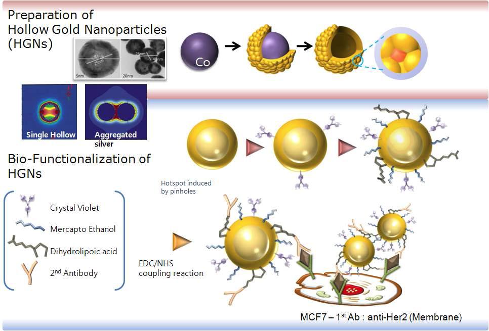 HGN의 제조 및 바이오컨쥬게이션 및 세포내 마커에 대한 표적지향적 결합