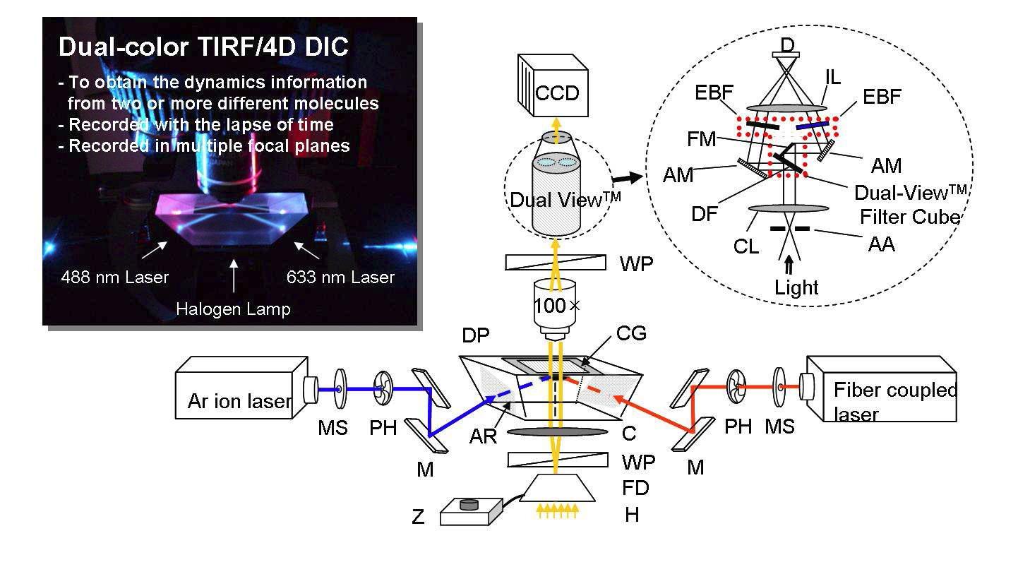 이중색 전반사형광현미경 시스템과 4D 노마스키 미분간섭효과 현미경의 복합시스템