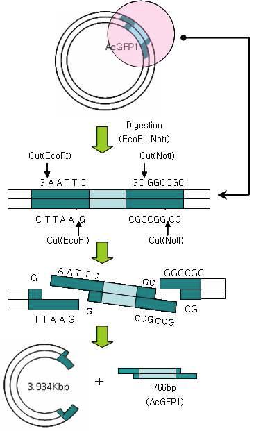 GFP가 발현되는 GFP 리포터 유전자 분리 과정