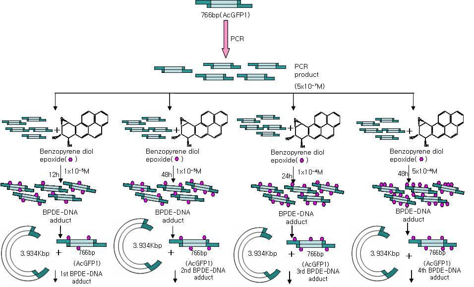 BPDE-DNA adduct 형성 조건과 과정