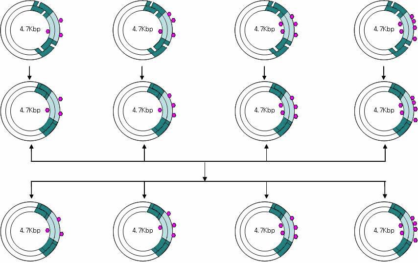 BPDE-DNA adduct를 이용한 돌연변이된 GFP 플라스미드의 재조합