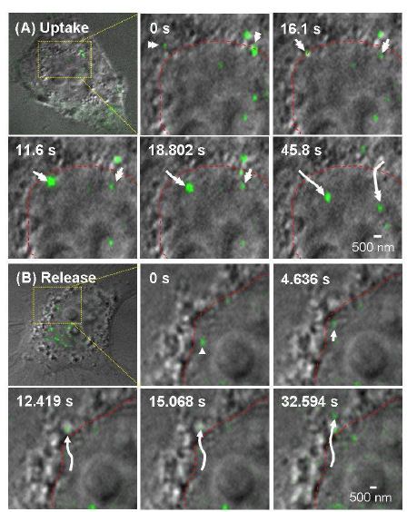 The real-time uptake (A) and release (B) of the polyplexes into a living HeLa cell using the combined dual-color TIRFM and 4D Nomarski DIC system