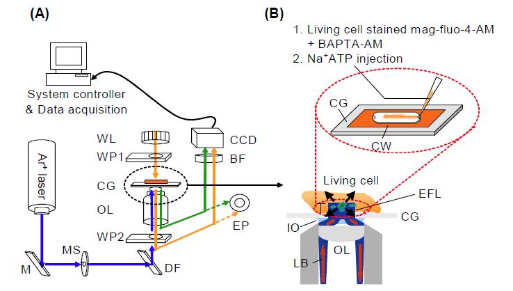 대물렌즈 타입 전반사형광현미경 시스템 (A)와 시료의 주입과 살아있는 심근세포의 Mg2+ 신호의 검출을 용이하게 하기 위해 제작된 챔버의 모식도
