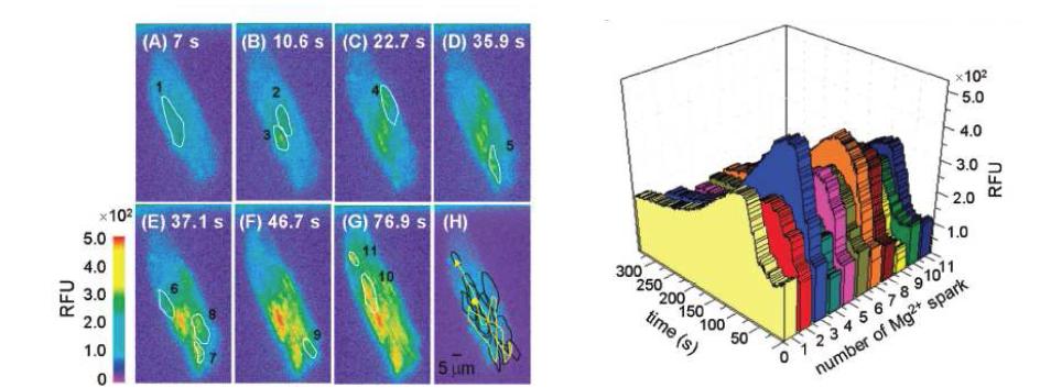 살아있는 세포내 마그네슘 이온의 실시간 발생하는 spark 현상 및 경로