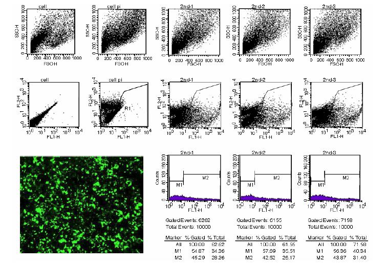 유동세포계수법으로 확인한 2nd BPDE-DNA adduct 함유 GFP 플라스미드의 GFP발현률 측정