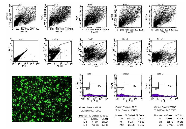 유동세포계수법으로 확인한 3rd BPDE-DNA adduct 함유 GFP 플라스미드의 GFP발현률 측정