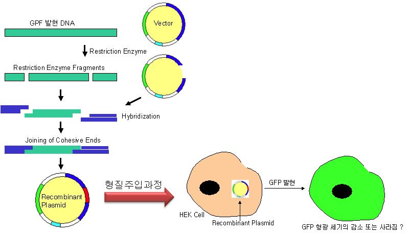 GFP 발현 재조합 플라스미드의 조제와 GFP 발현