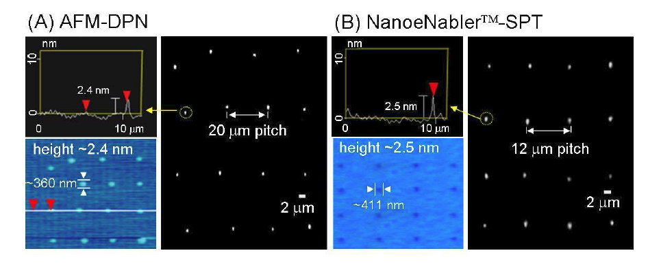 AFM의 DPN 기술과 NanoeNablerTM로 4×4로 증착시킨 단백질 분자의 나노어레이 칩 상에서의 biotin spot 높이를 비교한 AFM 이미지