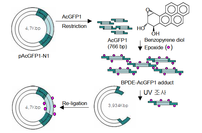 UV-BPDE DNA adduct 형성과정