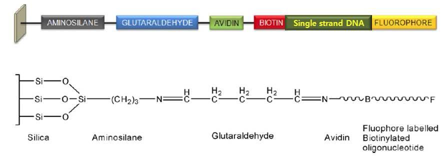 올리고뉴클레오타이드 칩(ssDNA) 제작 모식도