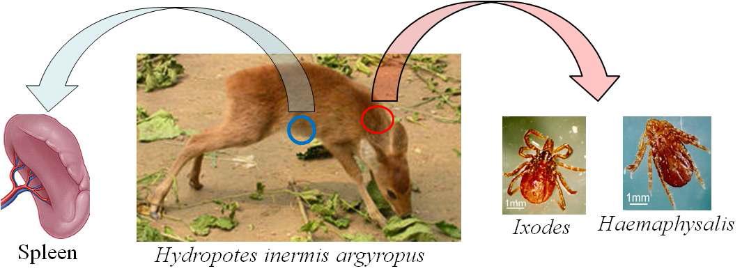 Diagram of sample collection from Korean water deer.