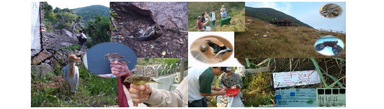 Tick collection from migratory birds and wild rodents by Korea National Park Migratory Bird Center (MBC) and 18 MEDCOM, US Army at Hong-do.