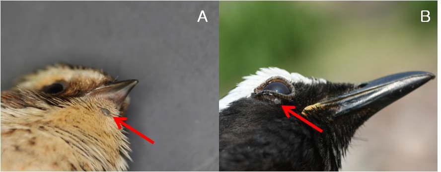 Birds with ticks attached to the neck (A) Haemaphysalis flava (arrow) on Emberiza elegans (Yellow-throated Bunting), and around the eye (B) Ixodes nipponensis (arrow) on Zoothera sibirica (Siberian Thrush).