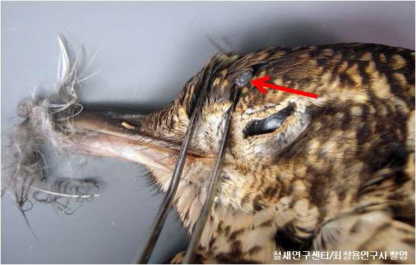 Birds with tick attached to the nead, Haemaphysalis ornithophila (arrow, first documented in Korea) on Zoothera dauma (White' s ground thrush).