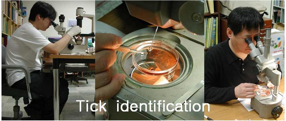 Identification of tick species by stereomicroscope.