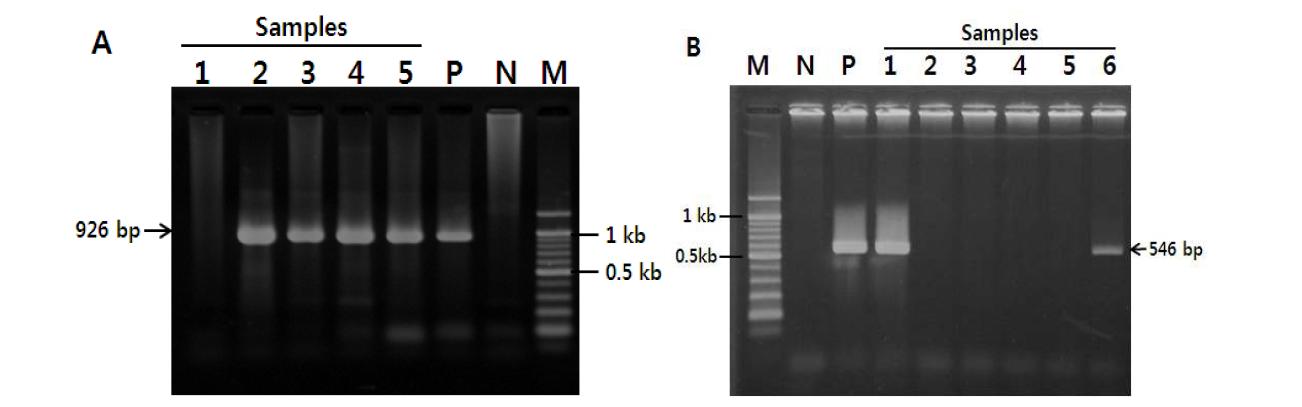 Comparative analysis between A. phagocytophilum (A) and A. bovis (B) 16S rRNA gene fragments by PCR. Lane 1-6, samples; P, posive control (A. phagocytophilum Webster strain, USA); N, negative control, M. DNA size marker (100 bp DNA Ladder, Elpisbiotech).