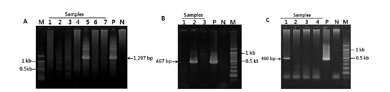 PCR amplicons of A. phagocytophilum groEL (A), msp2 (B) and ankA (C) gene fragments. Lane 1-7, samples; P, posive control (A. phagocytophilum Webster strain, USA); N, negative control, M. DNA size marker (100 bp DNA Ladder, Elpisbiotech).