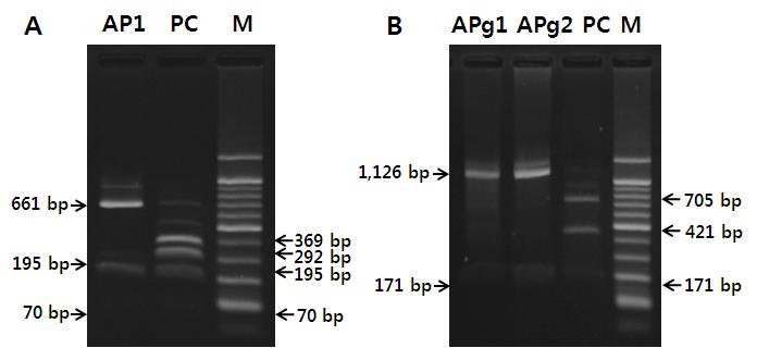 PCR-RFLP (Restriction Fragment Length Polymorphism) pattern for identification of A. phagocytophilum genotypes. (A) 16S rRNA gene (926 bp) with Hinf1 digested pattern. (B) groEL (1,297 bp) gene with Hae3 digested pattern. AP1, Korean major type 1, 2 and 3; PC, positive control (Webster strain, USA, type 4, 5 and 6; APg1 and APg2, samples; M, DNA size marker (100 bp DNA Ladder, Elpisbiotech).