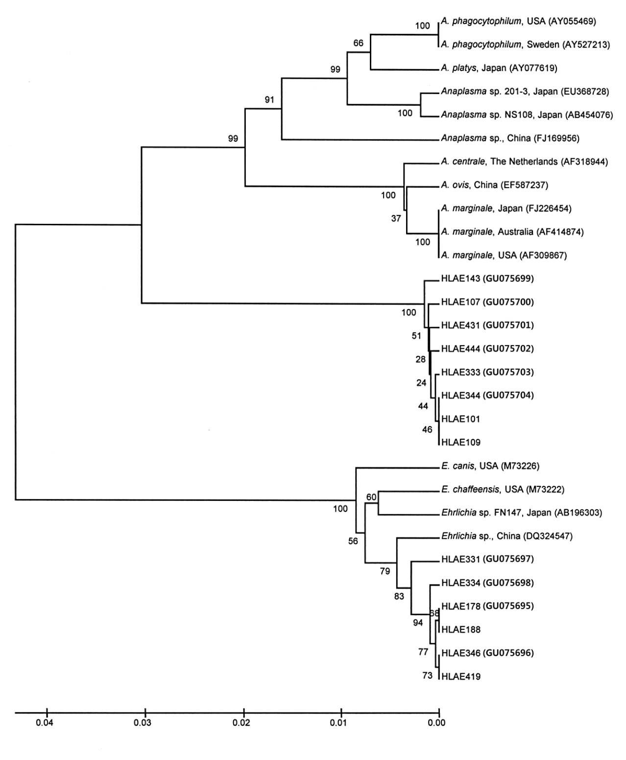 Phylogenetic tree based on 1,406 bp sequences of Anaplasma and Ehrlichia species collected in Jeju Island of Korea. The phylogenetic tree was constructed based on the alignment of 16S rRNA gene sequences by CLUSTAL W and followed by the unweighted pair group method with arithmetic mean (UPGMA) method with 1,000 bootstrap resamplings using MEGA software. The GenBank accession numbers are in parentheses.