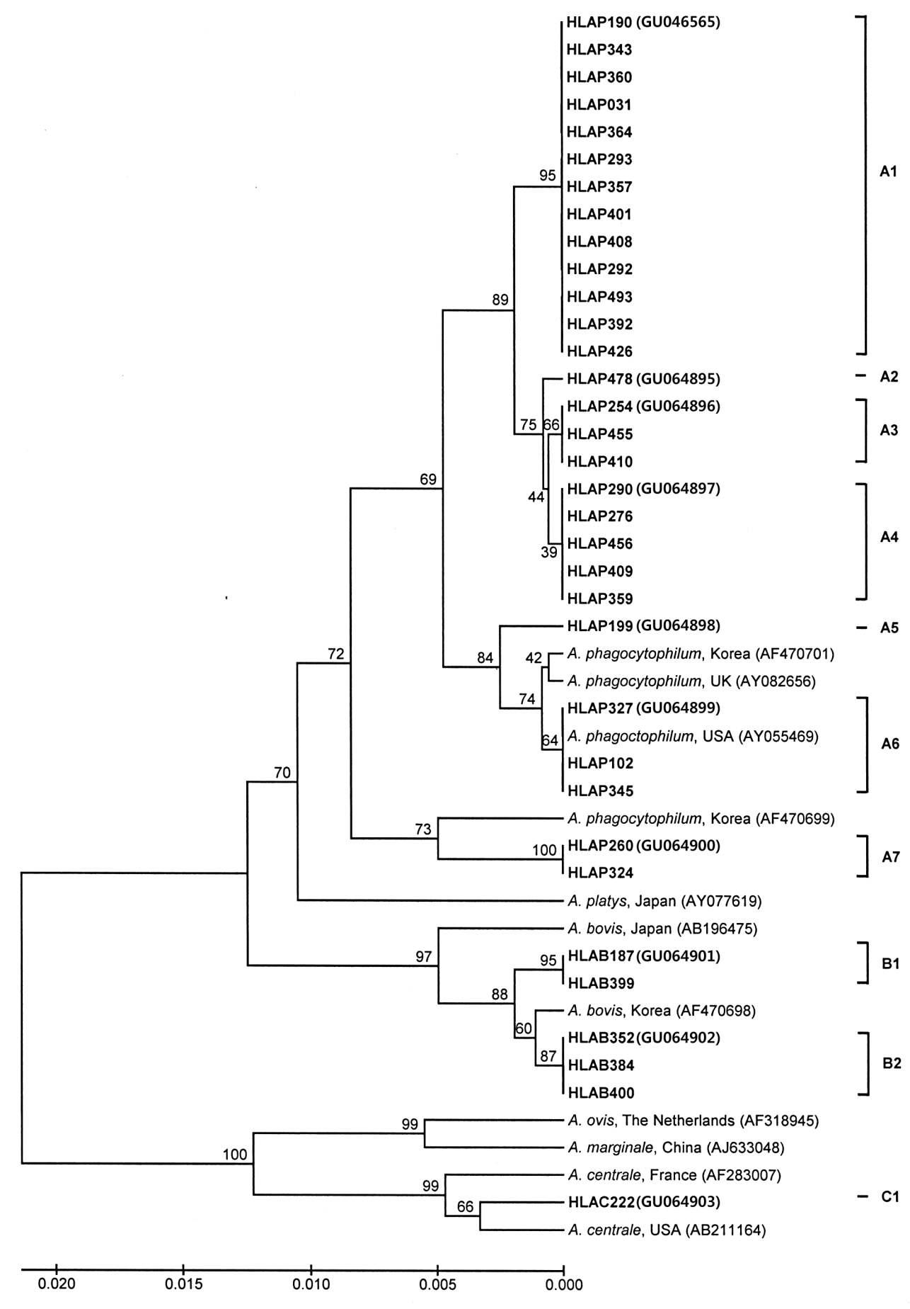 Phylogenetic tree based on 926 bp gene sequence of A. phagocytophilum, A. bovis, and A. centrale. The phylogenetic tree was constructed based on the alignment of Anaplasma gene sequences obtained from species-specific nested PCR assay, by CLUSTAL W and followed by the UPGMA method with 1,000 bootstrap resamplings using MEGA software.