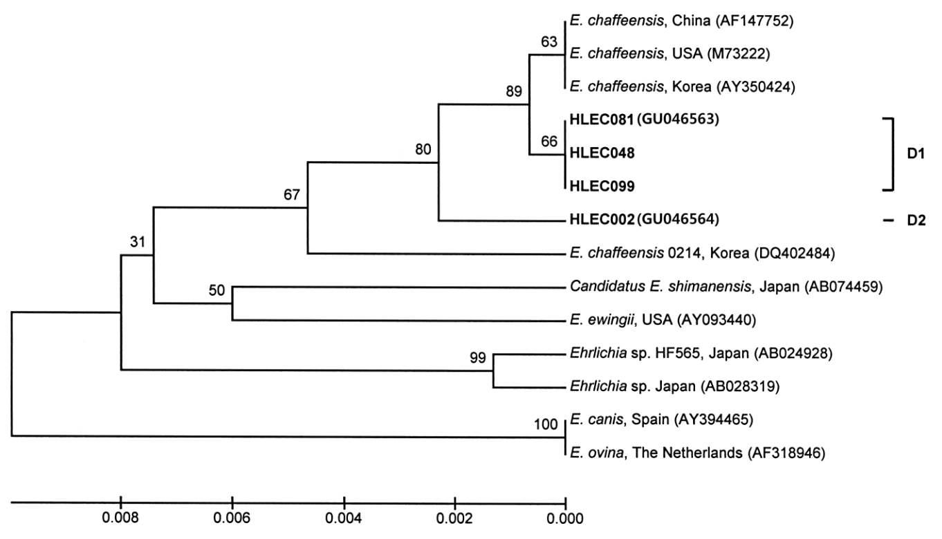 Phylogenetic tree based on 390 bp sequence of E. chaffeensis. The phylogenetic tree was constructed based on the alignment of Ehrlichia gene obtained from species-specific nested PCR assay, by CLUSTAL W and followed by the UPGMA method with 1,000 bootstrap resamplings using MEGA software.