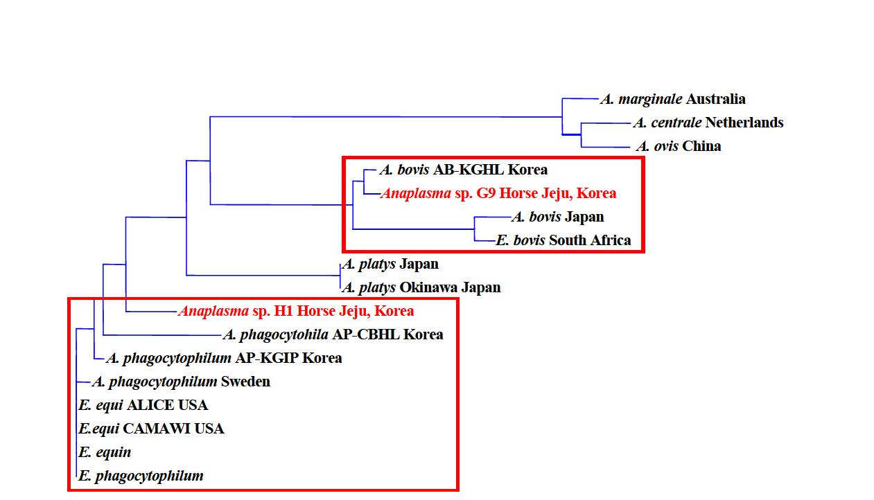 Phylogenetic analysis for Anaplasma species based on 16S rRNA gene sequences from Korea.