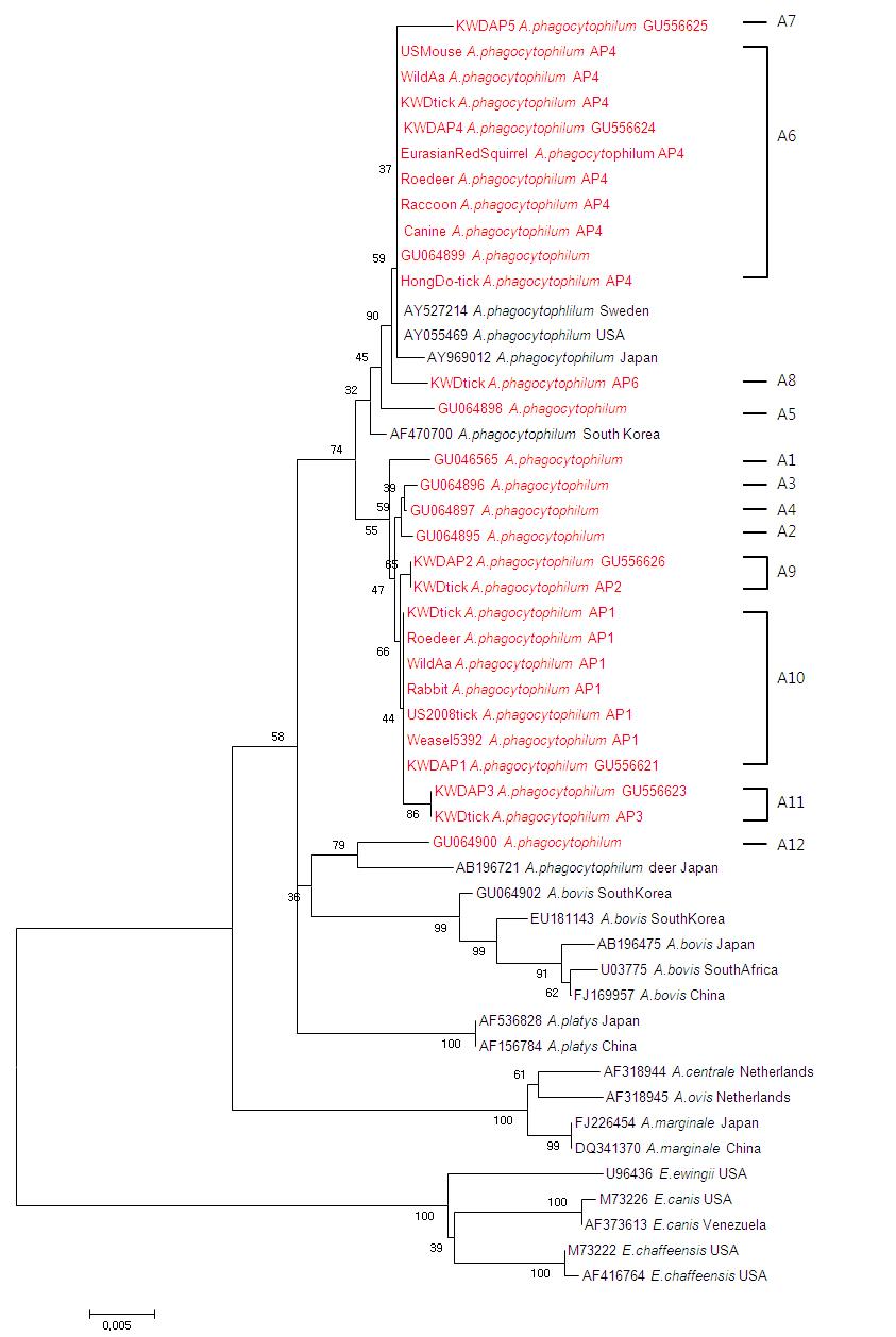 Phylogram of the Anaplasmataceae based on 16S rRNA gene sequence (926 bp). Red colors shown new identified sequence types of A. phagocytophilum.