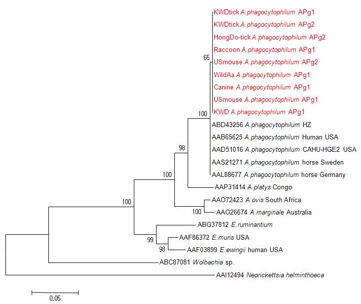 Phylogram of the Anaplasmtaceae based on 409 amino acid sequences of groEL gene. Red colors shown new identified sequence type of A. phagocytophilum (box).