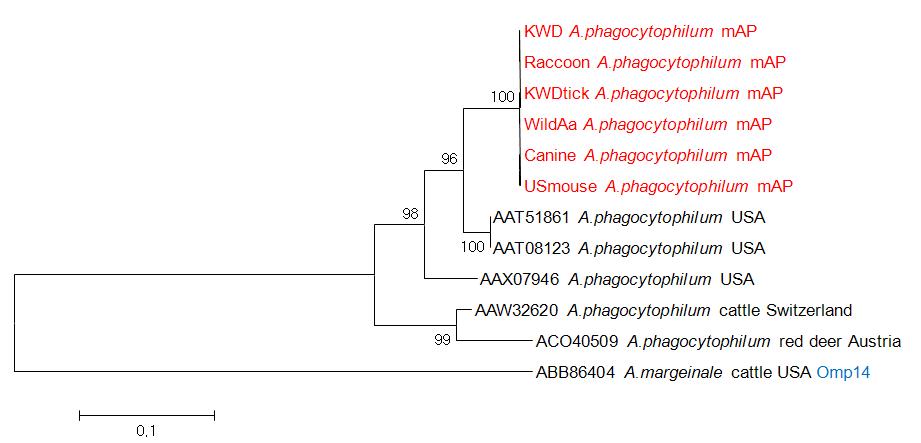 Phylogram of the Anaplasmtaceae based on 151 amino acid sequences of msp2 gene. Red colors shown new identified sequence type of A. phagocytophilum (box).