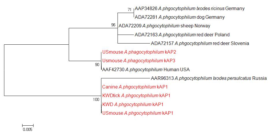 Phylogram of the Anaplasmataceae based on 137 amino acid sequences of ankA gene. Red colors shown new identified sequence types of A. phagocytophilum (box).