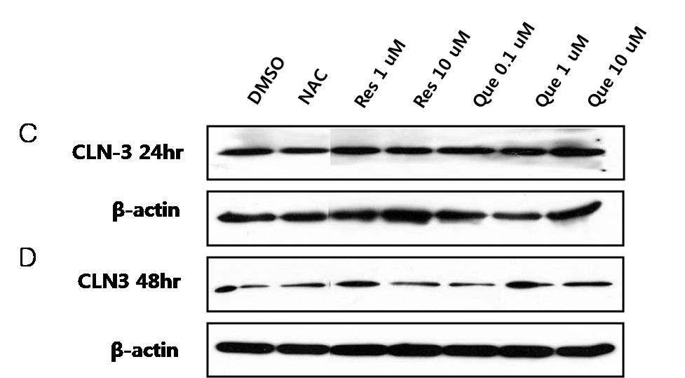 Western blot 분석을 통한 바텐병 환자 (Batten disease)의 lymphoblast에서 cytochrome C 양적 수준 확인.