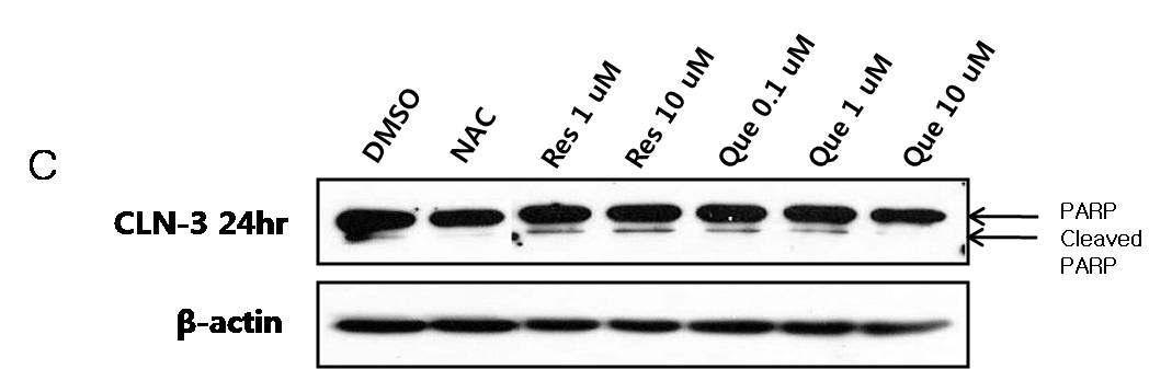 바텐병 환자 (Batten disease patient)의 lymphoblast에서 caspase cascade 단계 후 세포사멸의 특징적 징후인 PARP 절단 수준 확인.