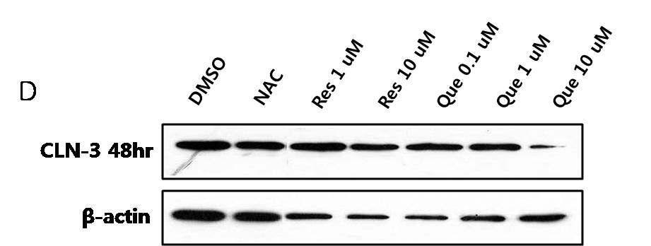 바텐병 환자 (Batten disease patient)의 lymphoblast에서 Caspase cascade 단계 후 세포사멸의 특징적 징후인 PARP의 절단 양상 확인.