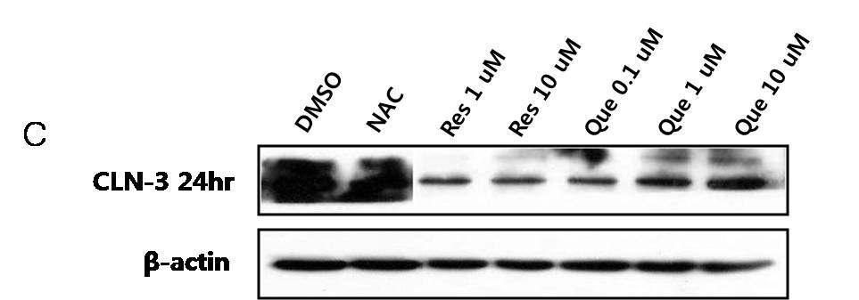 바텐병 환자 (Batten disease patient)의 lymphoblast 세포에서 ROS에 대항하는 중요한 내인성 항산화효소인 catalase의 발현수준 및 항산화 효과 확인.