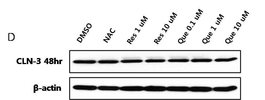 바텐병 환자 (Batten disease patient)의 lymphoblast 세포에서 ROS에 대항하는 중요한 내인성 항산화효소인 catalase의 발현수준 및 항산화 효과 확인.