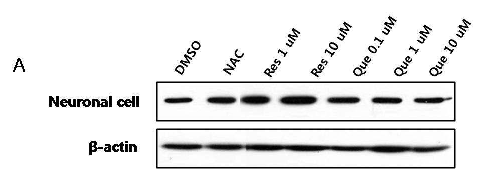 Western blot 분석을 통한 신경 세포 에서의 cytochrome C 발현 수준 및 항산화 효과 확인.