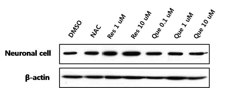 Western blot 분석을 통한 신경세포에서 ROS에 대항하는 중요한 내인성 항산화효소인 catalase의 발현수준 확인 및 항산화 효과 확인.