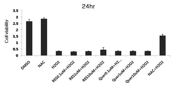 신경세포에 NAC와 resveratrol, quercetin 처리 후 과산화수소를 처리하여 24시간 경과 뒤 MTT를 이용한 세포의 생존율 측정