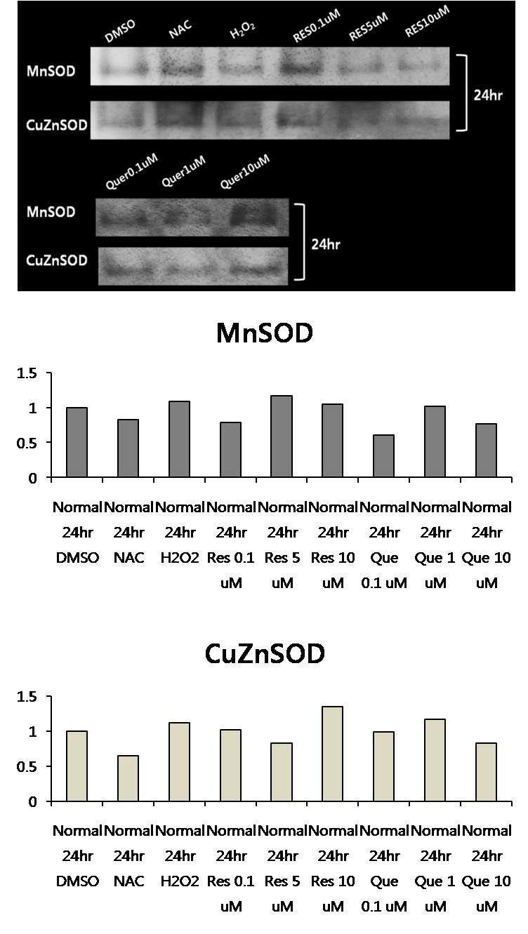 In gel 분석을 통한 MnSOD 및 CuZnSOD의 활성 확인 (정상인의 lymphoblast, 24hr).