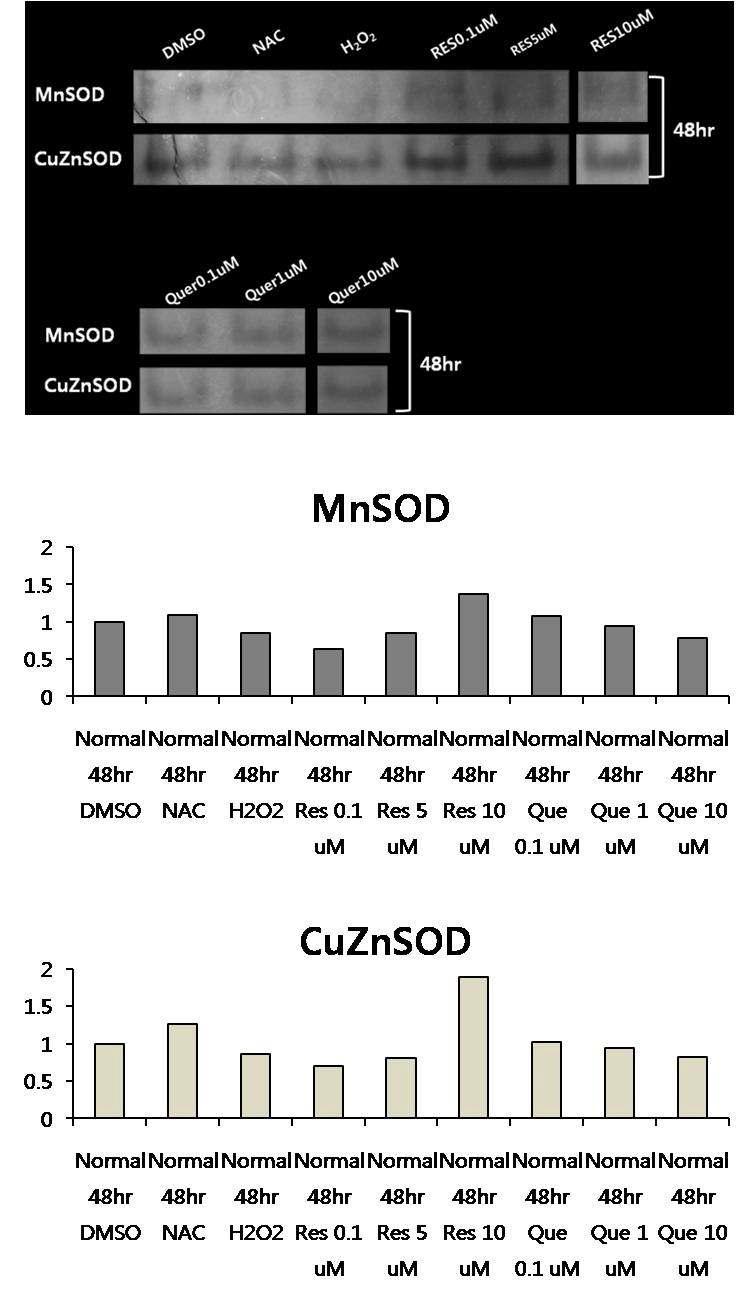 In gel 분석을 통한 MnSOD 및 CuZnSOD 확인 (정상인의 lymphoblast, 48hr).