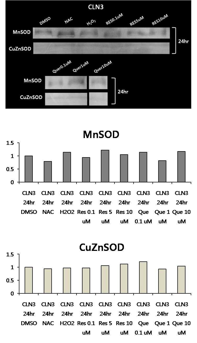 In gel 분석을 통한 MnSOD 및 CuZnSOD 확인 (바텐병 환자의 lymphoblast, 24hr).