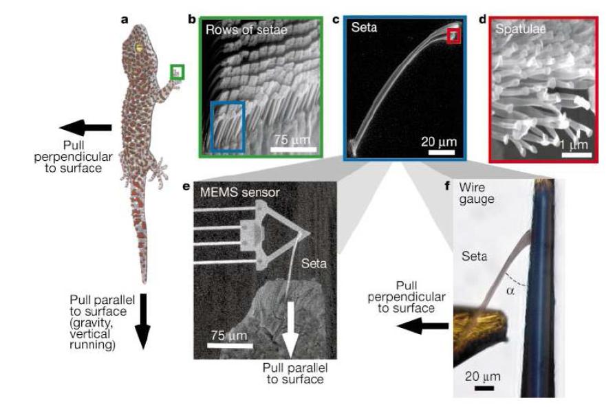 게코도마뱀 발바닥의 미세 섬모 구조 및 단일섬모의 점착력 측정 개략도