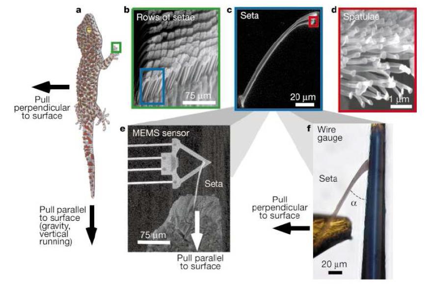 게코도마뱀 발바닥의 미세 섬모 구조 및 단일섬모의 점착력 측정 개략도