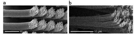 (a) 2단계 자외선 모세관몰딩 공정에 의한 형성된 인공 마이크로/나노 계층 섬모 및 (b) 실제 게코도마뱀의 계층적 발바닥 섬모.