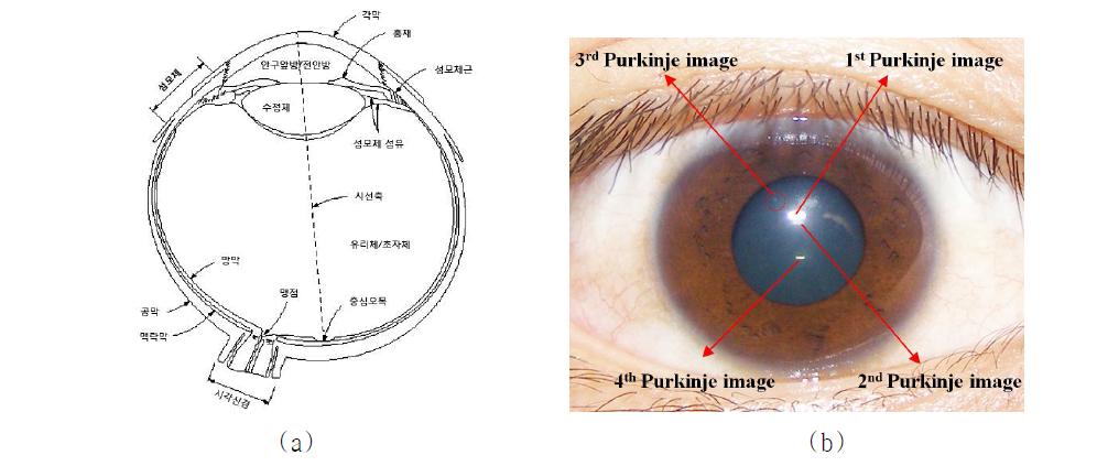 눈의 구조 및 Purkinje Image (a) 눈의 구조 (b) 4개의 Purkinje Image 생성 예