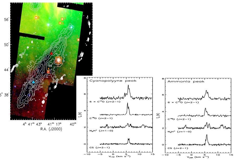 (왼쪽) Spitzer IRAC 4.5 μm, 8.0 μm, 그리고 MIPS 24 μm 이용한 3색 이미지 위에 MAMBO 1.2 mm dust continuum emission 을 contours 표시한 TMC-1 영역 (아래쪽) cyanopoyyle peak과 ammonia peak 에서의14 m FCRAO 에서 관측한 CS (J=2−1), N2H+(J=1−0) 분자선과 서울대학교 6m 전파망원경으로 관측한 C17O (J=2−1), C18O (J=2−1) 분자선